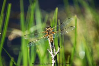 Viervlek Libel