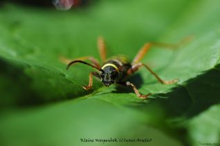 Kleine Wespenbok