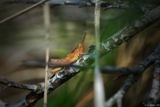 Krekeltje ( onbekend )