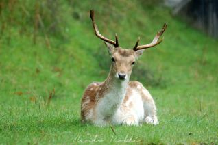 Damhert