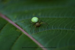 Gewone Komkommerspin