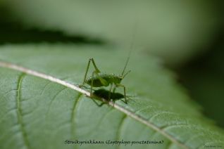 Struiksprinkhaantje