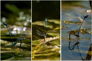 Eitjes afzet waterjuffers