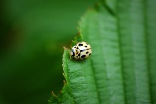 Lieveheersbeestje Wit