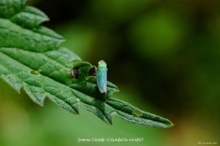 Groene Cicade (Cicadella viridis)