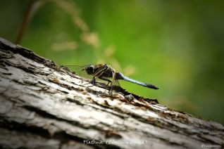 Platbuik (Libellula depressa)