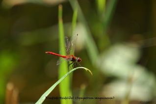 Bloedrode Heidelibel