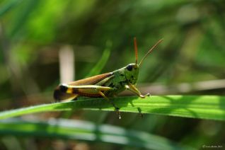 Sprinkhaan