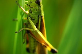 Sprinkhaan