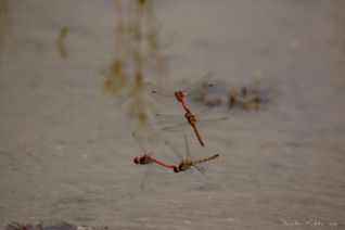 Ei-afzettende Rode Heide libellen