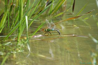 Ei-afzettende Keizerlibel