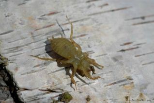 Larve van een platbuik (Libellula depressa)
