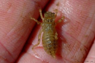 Larve van een platbuik (Libellula depressa)