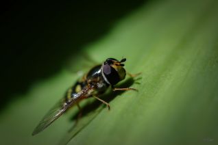 Kommazweefvlieg onbekend