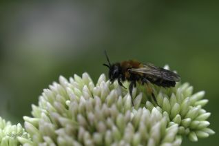 Twee kleurige Zandbij