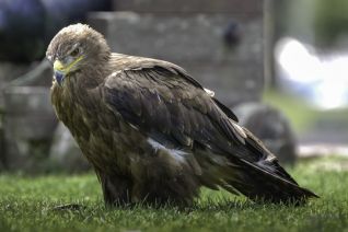 Ruigpoot Buizerd