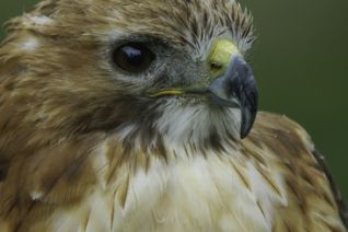 Roodstaart Buizerd