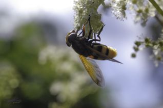 Hoornaarzweefvlieg