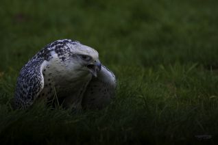 Giervalk x Lannervalk