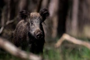 Wild Zwijn (v)