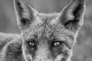 Special Fox Black and White