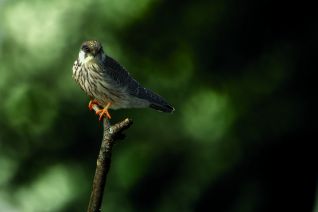 Roodpootvalk ( juveniel v )