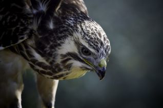Europese Buizerd