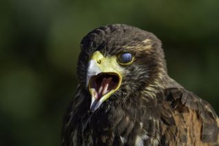 Woestijnbuizerd