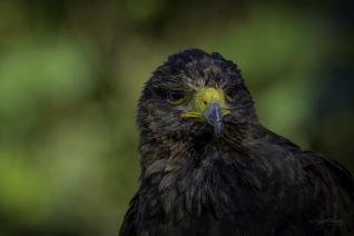 Woestijnbuizerd