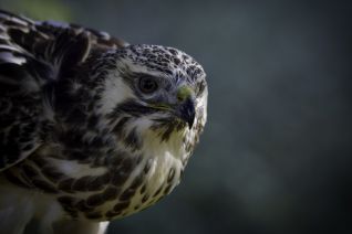 Europese Buizerd
