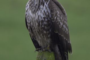 Buizerd