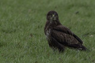 Buizerd