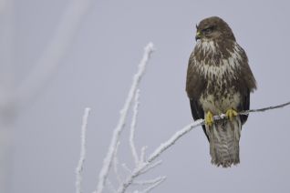 Buizerd