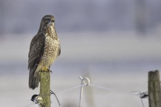 Buizerd