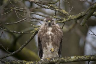 Buizerd