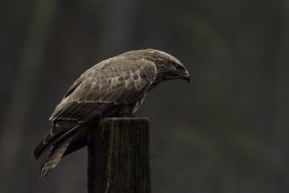 Buizerd