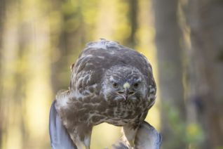 Buizerd