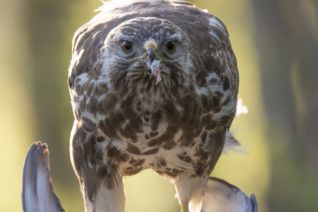 Buizerd