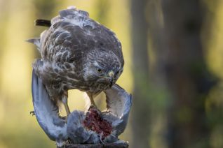 Buizerd