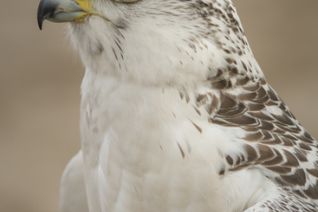 Gyr Saker Valk