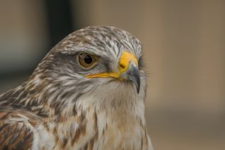 Konings Buizerd