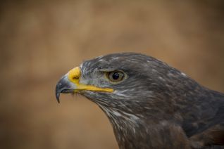 Buizerd