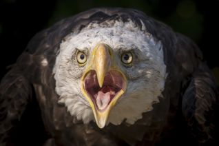 Amerikaanse Zeearend (Haliaeetus leucocephalus)