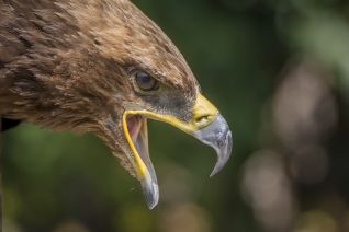Savannearend (Aquila Rapax)