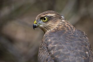 Sperwer ( juveniel )
