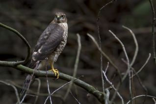 Sperwer ( juveniel )