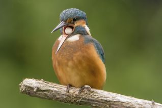 IJsvogel