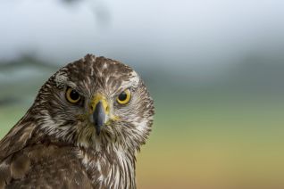 Havik (muitend wijf)