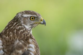 Havik (muitend wijf)