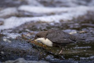 Zwartbuikwaterspreeuw